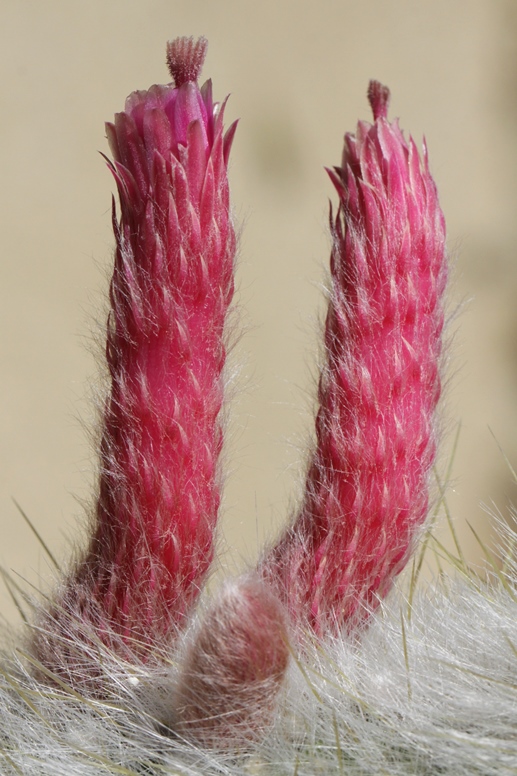 cactus flowers